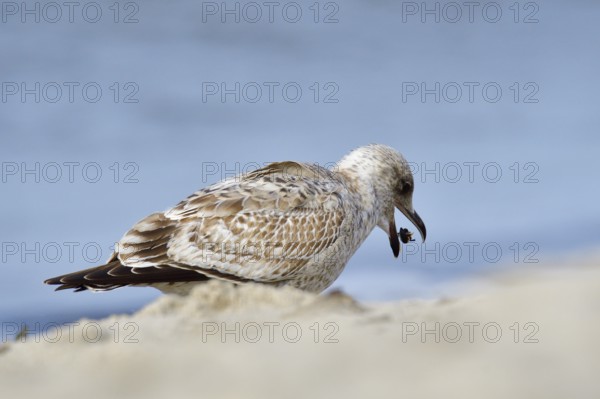 Juvenile herring gull foraging. portrait from a European herring gull