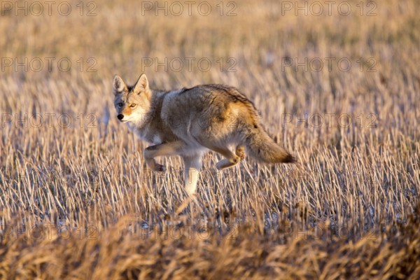 Coyote in Stubble field in Saskatchewan Canada