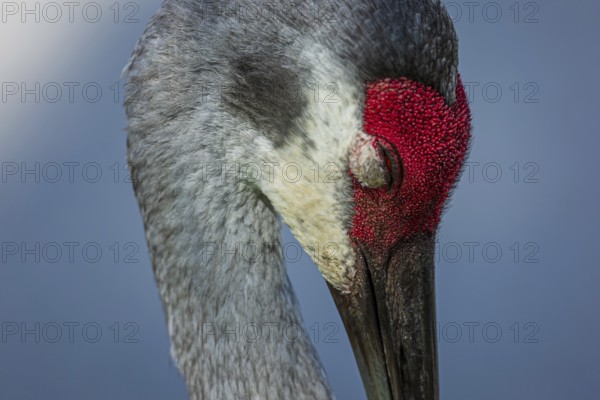 A Sandhill crane catches a nap in Florida, USA, North America