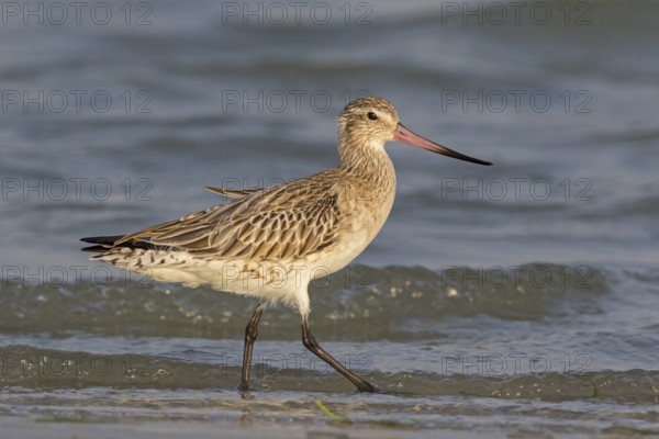 Bar-tailed godwit, (Limosa lapponica), foraging, waters, biotope, animals, birds, snipe, Barr Al Hikman, Al Ghidin, Al Wusta, Oman, Asia