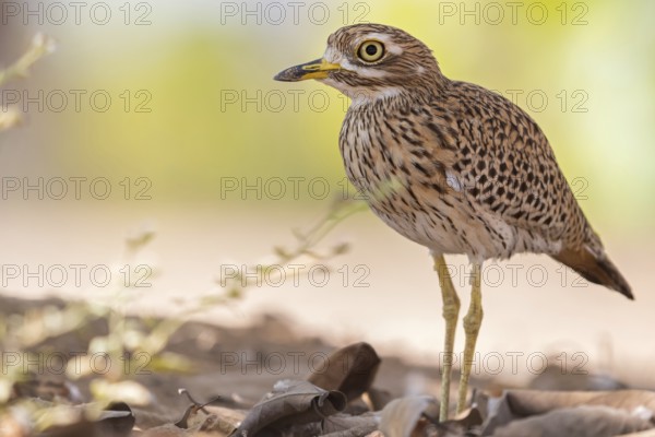 Animals, Birds, Cape Stone Curlew, (Burhinus capensis), Biotope, Habitat, Foraging, Al Baleed Archeological Park, Salalah, Sohar, Oman, Asia