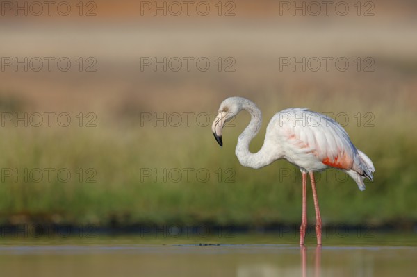 Pink flamingo, (Phoenicopterus ruber), Phoenicopterus roseus, animals, birds, flamingo, biotope, habitat, waters, foraging, Lesbos, Salalah, Dhofar, Greece, Europe
