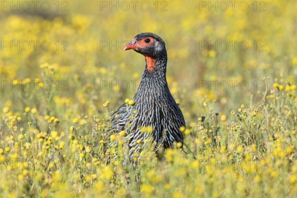 Red-throated francolin, (Francolinus afer), animals, birds, pheasant family, Addo Elephant National Park, Addo, Western Cape, South Africa, Africa