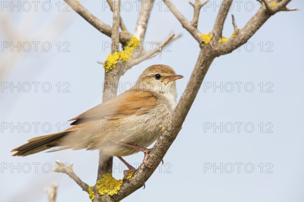 Silky warbler, (Cettia cetti), songbird, perching warbler, warbler family, Lesbos Island, Lesbos, Greece, Europe