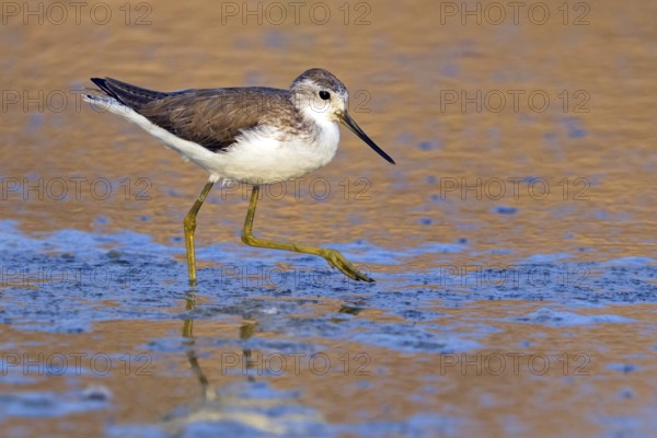 Pond sandpiper, (Tringa stagnatilis), animals, birds, limicolous birds, biotope, habitat, foraging, mudflats, waters, reflection, sideways, Middle East, snipe family, Khawr Rawri, Salalah, Sohar, Oman, Asia