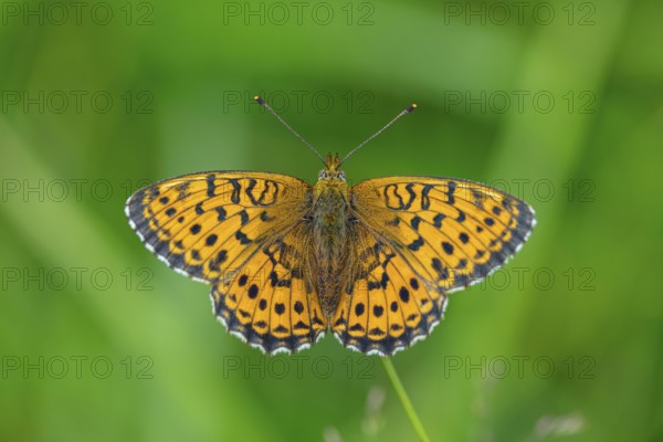 Meadowsweet Pearl-bordered Fritillary, Meadowsweet Pearl-bordered Fritillary, Violet Silver Fritillary, (Brenthis ino), Noble Butterfly, Butterfly, Butterfly, Insect, i, Black Forest, Feldberg-Region, Baden-Württemberg, Germany, Europe