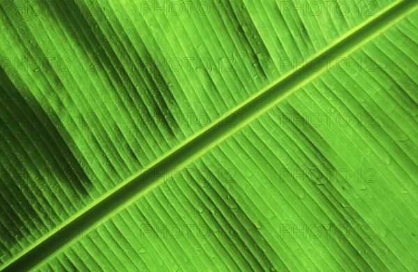 Founder Palm fronds, Papua New Guinea, New Britain, Kimbe Bay, Oceania