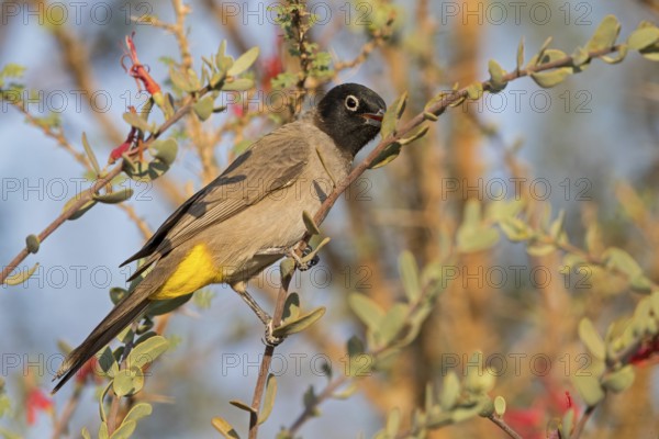 Yellow-breasted Bulbul, Songbird, True Bulbul, (Pycnonotus xanthopygos), Vallombrosa Bulbul, Perching, Mudday, Salalah, Dhofar, Oman, Asia