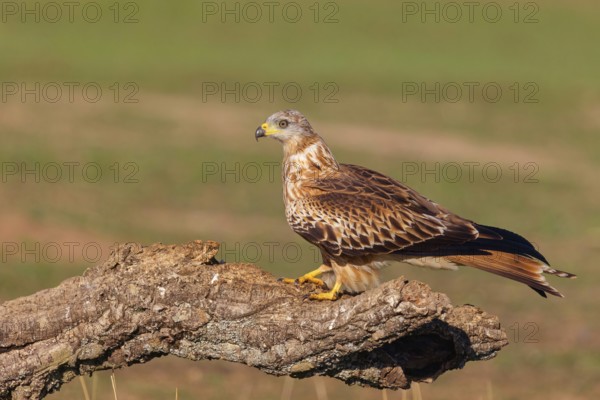 Red Kite, Red Kite, Montagu's Harrier, (Milvus milvus), King Harrier, bird of prey, perch, Hides De Calera / Steppe Raptors, Calera Y Chozas, Castilla La Mancha / Toledo, Spain, Europe