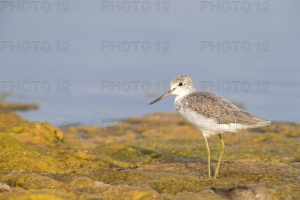 Greenshank, (Tringa nebularia) Wading bird, limesticks, foraging in mudflats, snipe family Qurayyat, Al Muwalah, Mu?afaz¸at Masqat, Oman, Asia