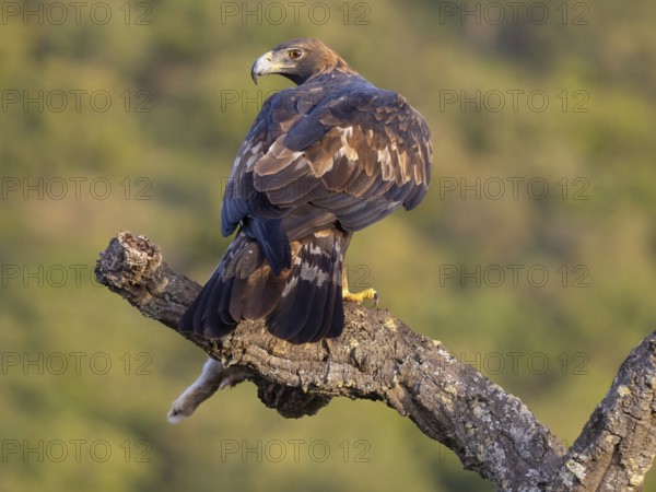 Golden Eagle, (Aquila chrysaetos), bird of prey, hawk family, perch, biotope, habitat, foraging, El Millaron Golden Eagle Hide, Salorino, Extremadura Caceres, Spain, Europe