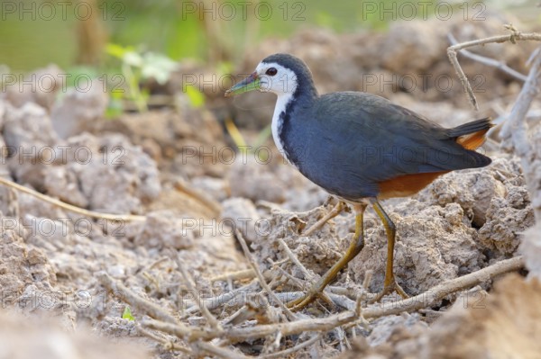 White-breasted Crake, (Amaurornis phoenicurus), Animals, Birds, Crake family, Ayn Hamran, Salalah, Dhofar, Oman, Asia