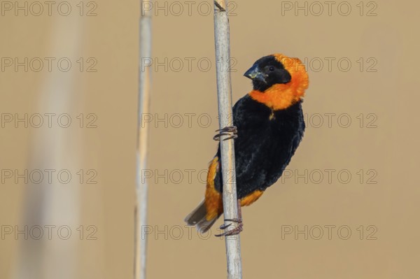 Oryx weaver, (Euplectes orix), Africa, South Africa, Weaver bird, Weaver birds, Roads from Malgas to Bredasdorp, Malgas, Western Cape, Africa