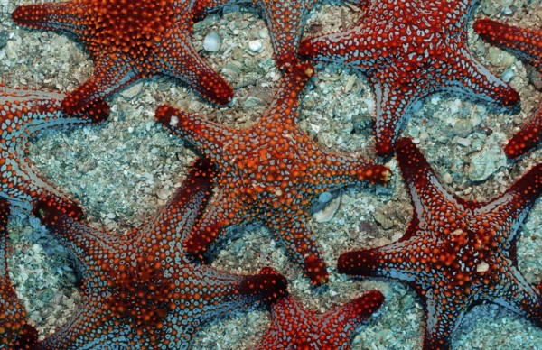 Red starfish, Asteroidea, Mexico, Lake Cortez, Lower California, La Paz, Central America