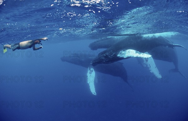 Humpback whale family and snorkellers, Megaptera novaeangliae, Silverbanks, Caribbean Sea, Dominican Republic, Central America