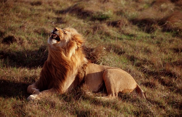 Yawning lion, lion, Panthera leo, South Africa, Kruger, National Park, Africa