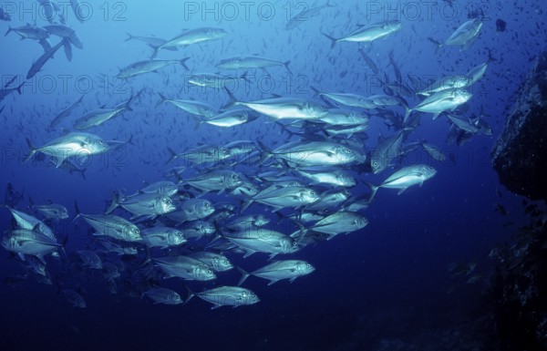 Bigeye trevally, Caranx sexfasciatus, Mexico, Lake Cortez, Lower California, La Paz, Central America