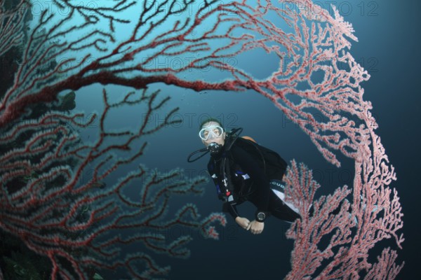 Diver and gorgonian, Melithaea sp., Cenderawasih Bay, West Papua, Indonesia, Asia