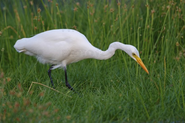 Asian Intermediate Egret, Intermediate Egret, Egretta intermedia, Mesophoyx intermedia, Aigrette intermédiaire, Héron intermédiaire, Garceta intermedia Salalah, Khawr Rawri, Dhofar, Oman, Asia