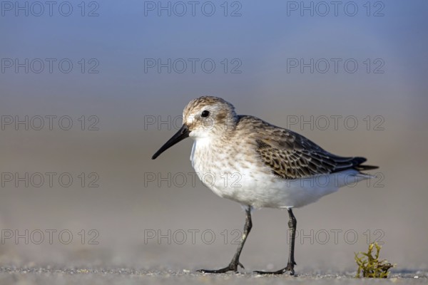 Dunlin, (Calidris alpina), snipe family, snipe, foraging, biotope, habitat, Barr Al Hikman, Shannah, Ash Sharqiyah South, Oman, Asia