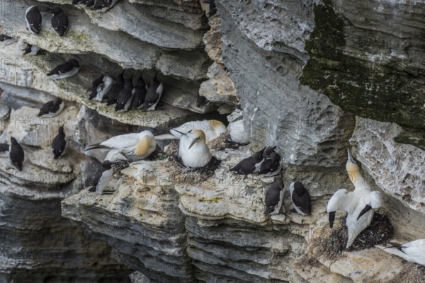 Northern gannet (Morus bassanus) in a breeding colony, Westray, Orkney Islands, Scotland, Great Britain