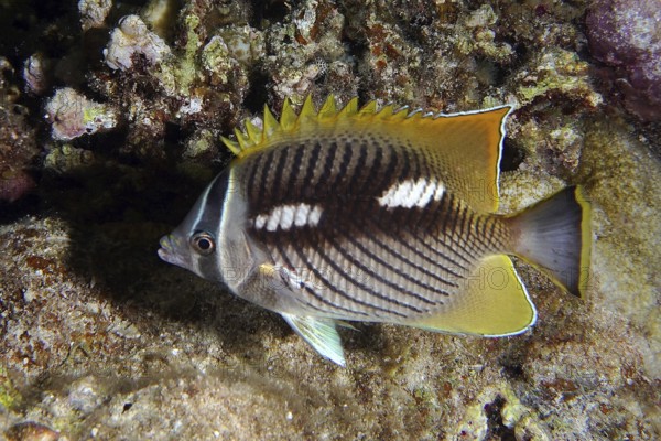 Night-coloured chevron butterflyfish (Chaetodon trifascialis)