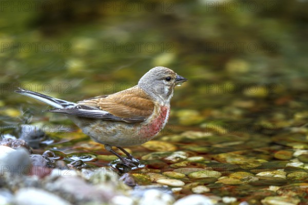 Bloodwing - male drinking (Carduelis cannabina)