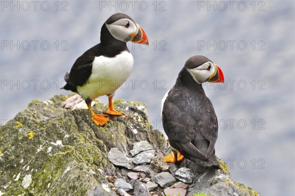 Puffin (Fratercula arctica)