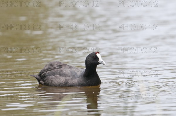Crested Eurasian Coot (Fulica cristata)