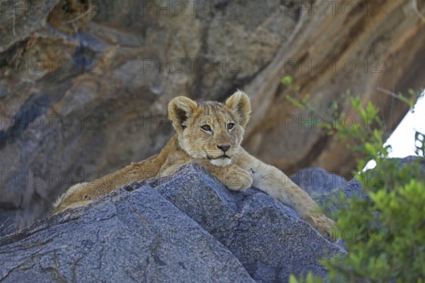 Lioness cub (Panthera leo)