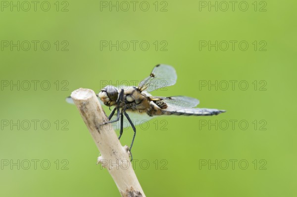 Four-spotted dragonfly (Libellula quadrimaculata)
