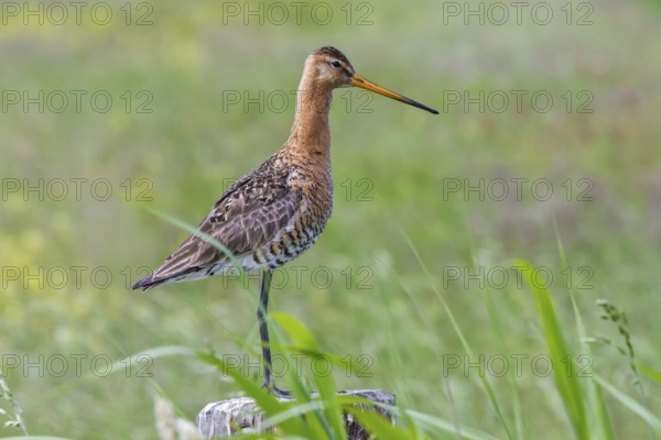 Black-tailed godwit on a fence post (Limosa limosa)