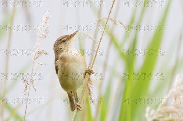 Reed Warbler (Acrocephalus scirpaceus)