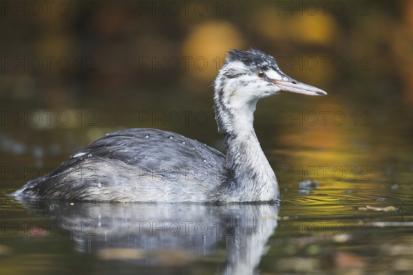 Great Crested Grebe (Podiceps cristatus)