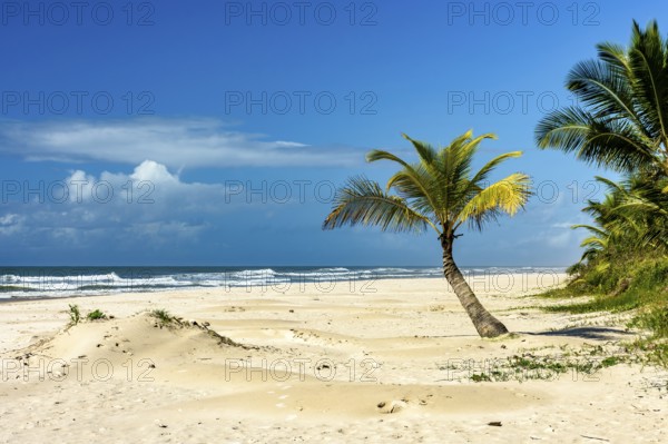 Sargi beach with its coconut trees on the sand on a sunny summer day in the city of Serra Grande on the coast of Bahia