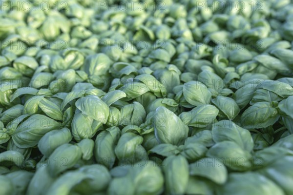 Fresh basil. Green basil. Green basil Food background. A lot of basil