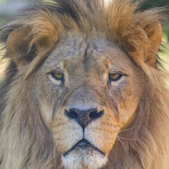Close-up of Lion Head, Portrait of an Adult Lion
