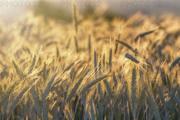 Wheat ears under the sunshine. Sun shining through ripe wheat