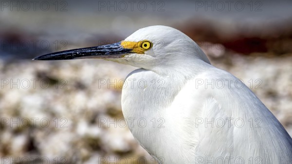 Egret Profile on Florida Beach, Color Image, Day