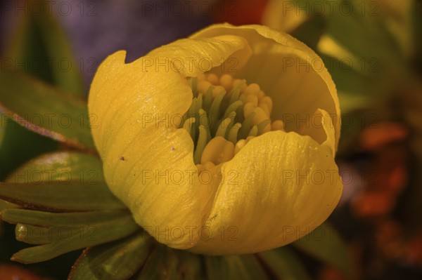 Close-up of a winter aconite (Eranthis hyemalis) with yellow flower, detailed petals and green foliage, Jena, Thuringia, Germany, Europe