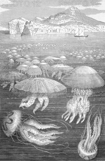 Medusa Jellyfish on engraving from 1890. Engraved by unknown artist and published in Meyers Konversations-Lexikon, Germany, 1890, Europe