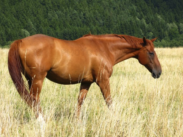 Bay horse