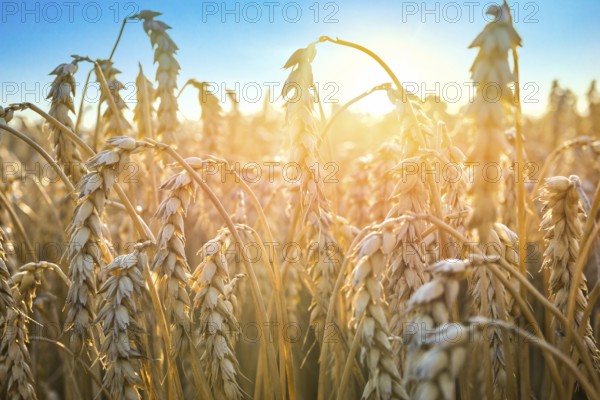 Ripe golden wheat close up under blue sky at sunset