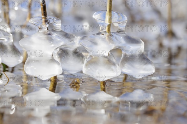 Lumps of ice wrap around branches in the water, detailed and shiny macro photograph, Sipplingen, Lake Constance, Baden-Württemberg, Germany, Europe