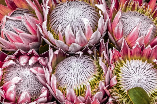 King Protea, Protea cynaroides, South Africa, Africa