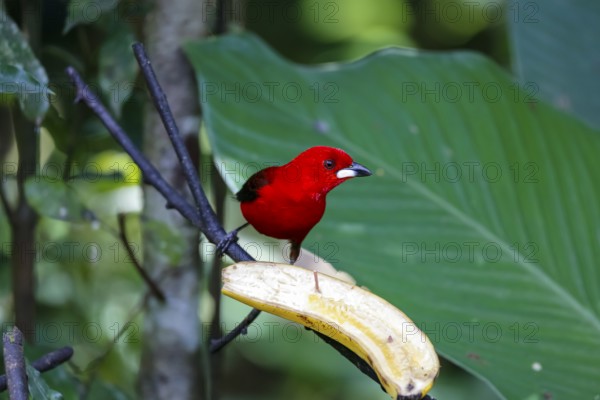 Brazilian tanager sitting on a banana against green leaf background, Folha Seca, Brazil, South America