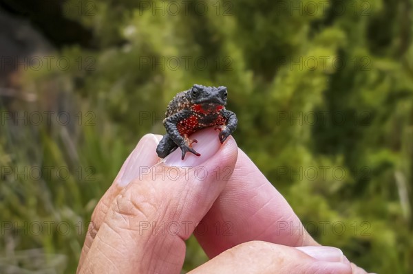 Close-up of a tiny, beautiful Maldonada redbelly toad, facing camera on fingers of a man, Itatiaia, Brazil, South America