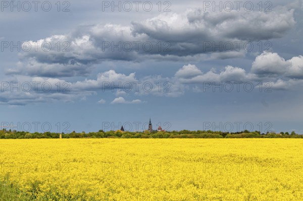 Greifswald in the rape blossom