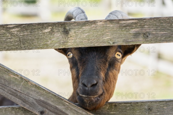 Domestic brown goat sticks its nose through a wooden fence and looks curious at the camera