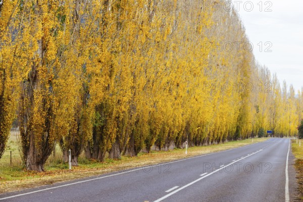 The iconic Gould Memorial Drive in autumn colours on the Buxton-Marysville Rd near the country town of Marysville in Victoria, Australia, Oceania